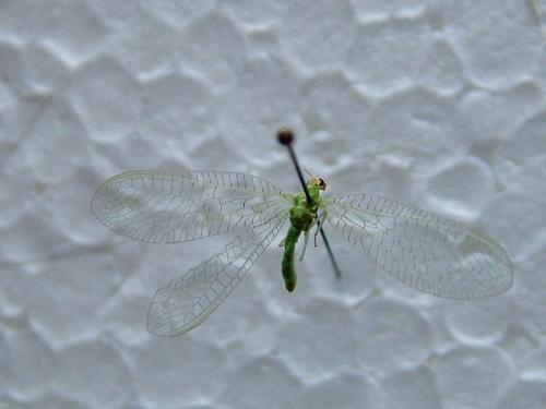 Réf. 258 287 : Chrysotropia ciliata